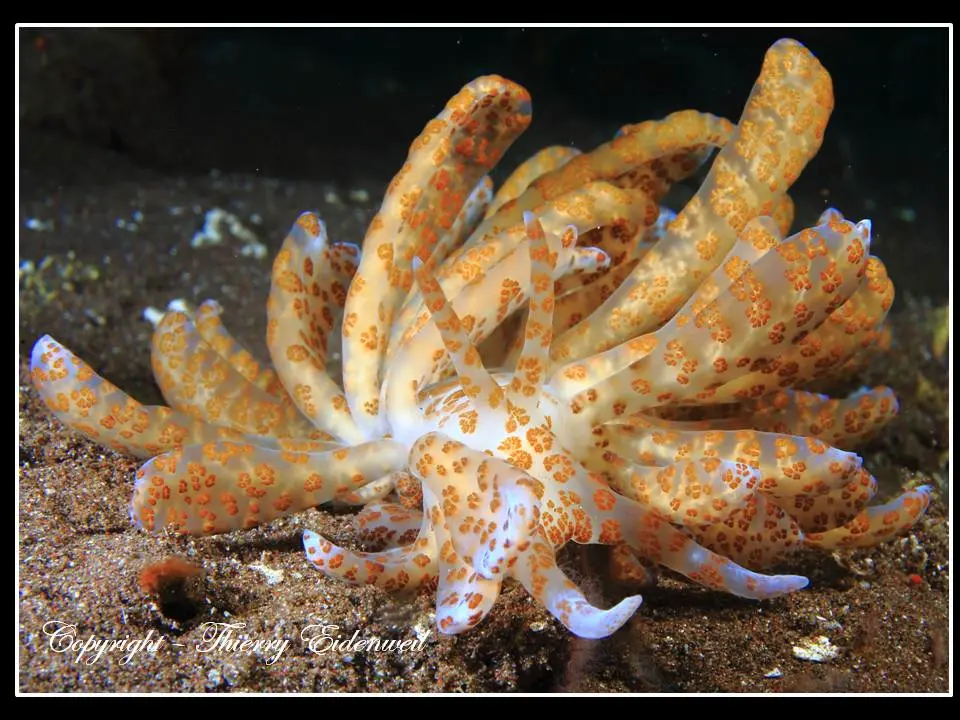 Anilao Macro Dive Media Highlight
